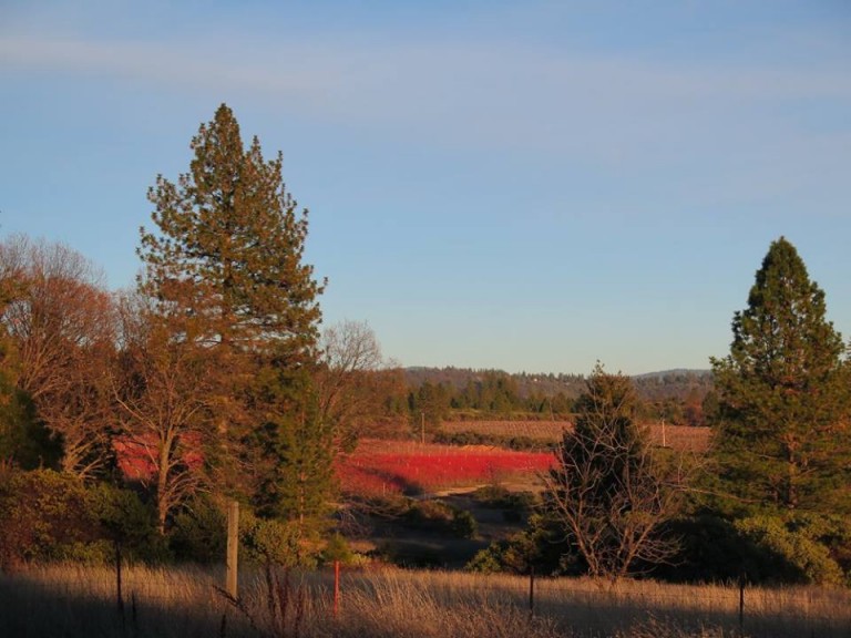 Photos Sierra Cascade Blueberry Farm