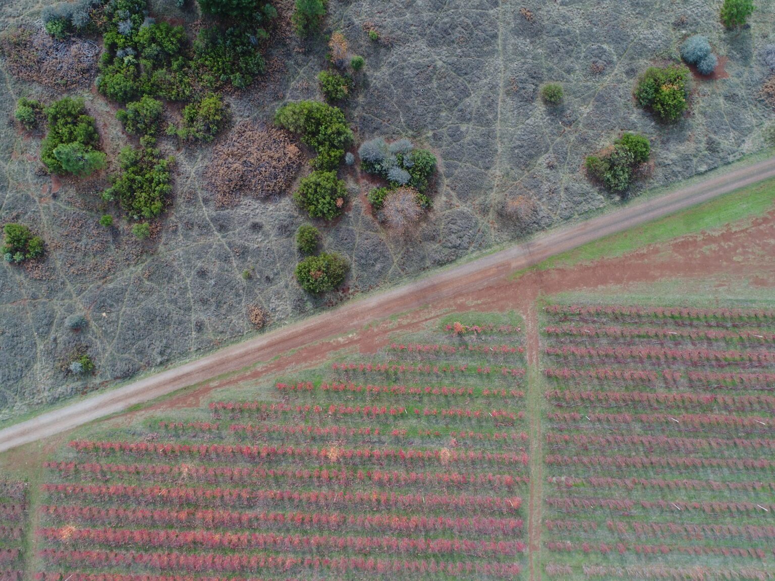 Photos Sierra Cascade Blueberry Farm