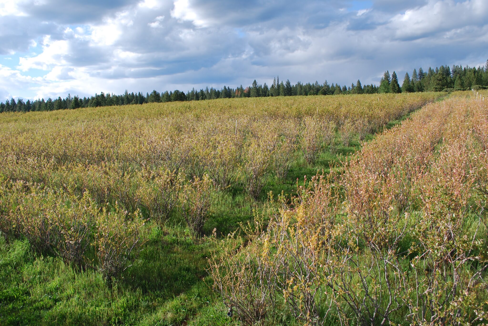 Photos Sierra Cascade Blueberry Farm